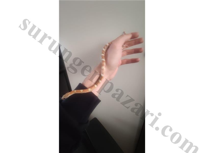 Butter Morph Yavru Erkek Corn Snake